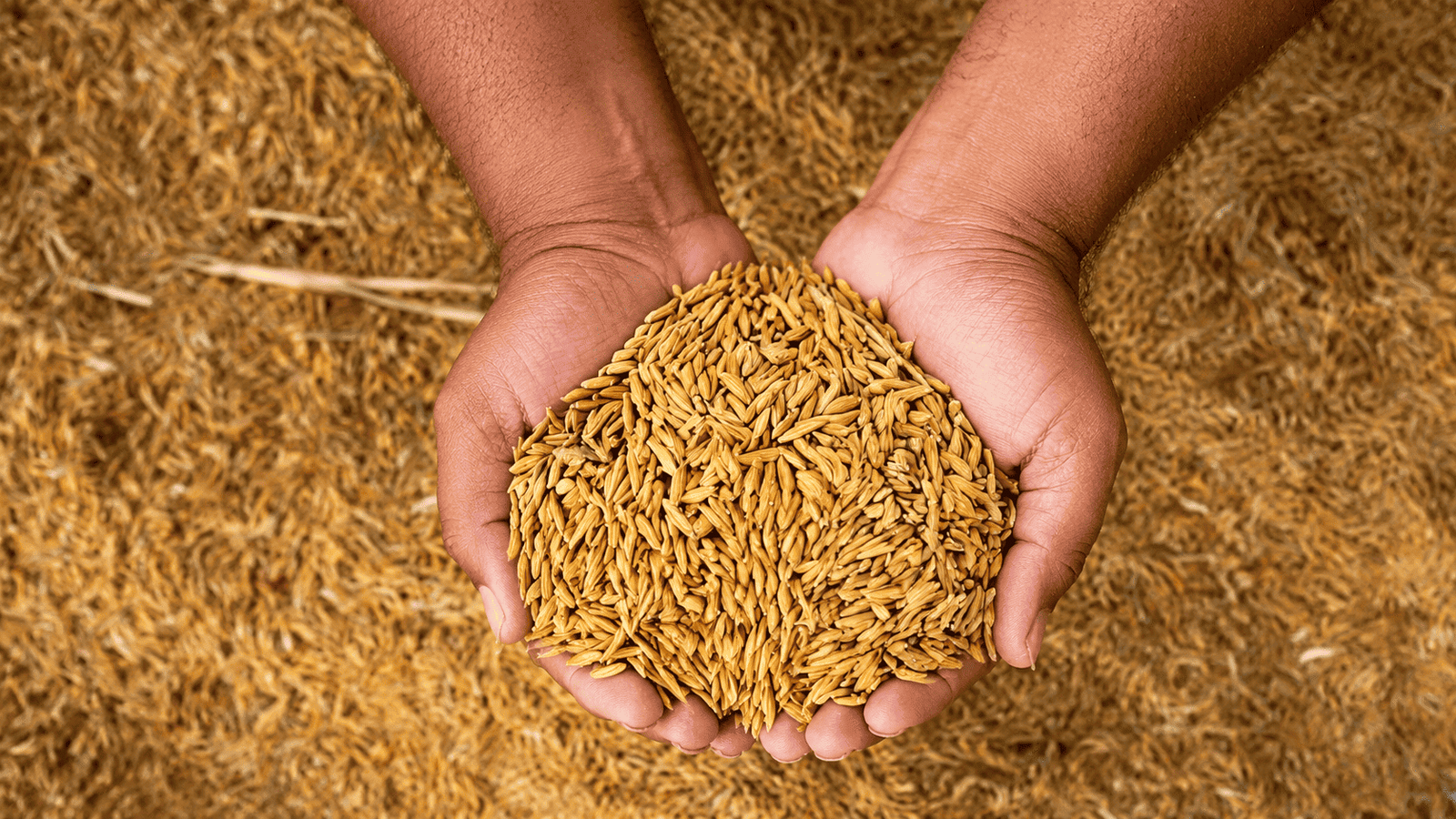 Best organic rice — bowls of organic basmati, brown, black and red rice